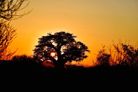 Addo Elephant National Park